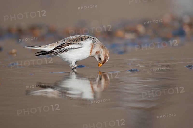 Snow bunting