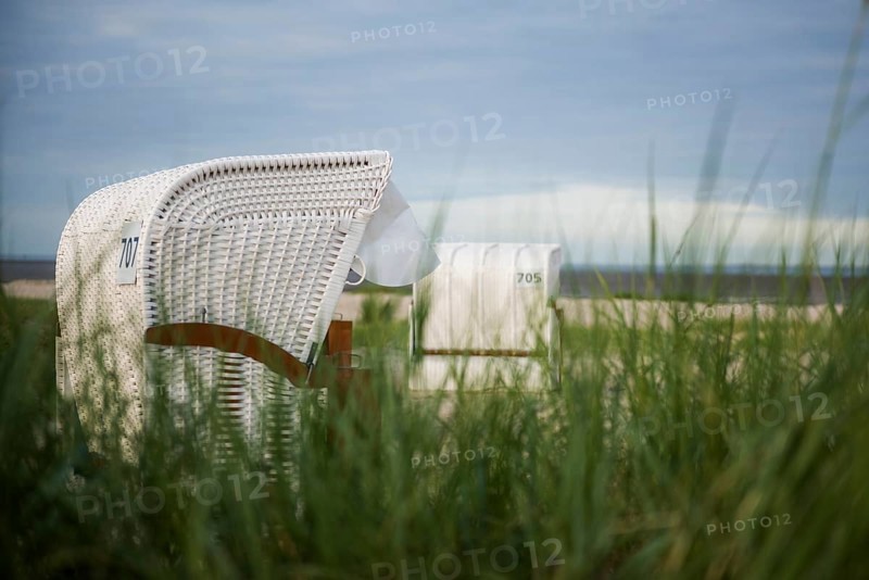 European marram grass