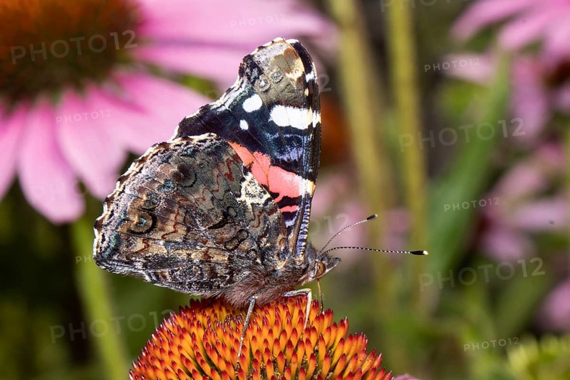 Admiral butterfly with closed wings sitting on orange flower sucking right looking