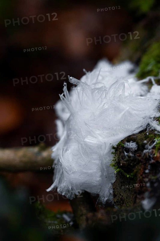 Hair ice on deadwood with moss