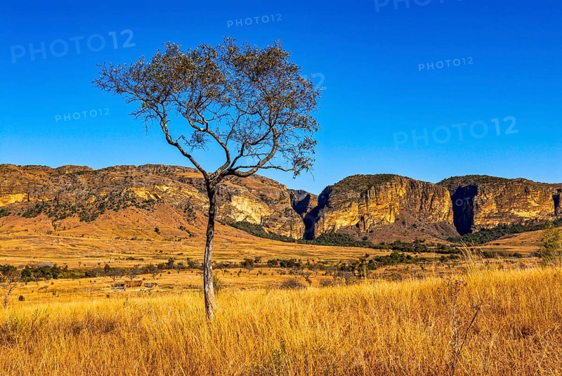 Savannah in the Isalo National Park