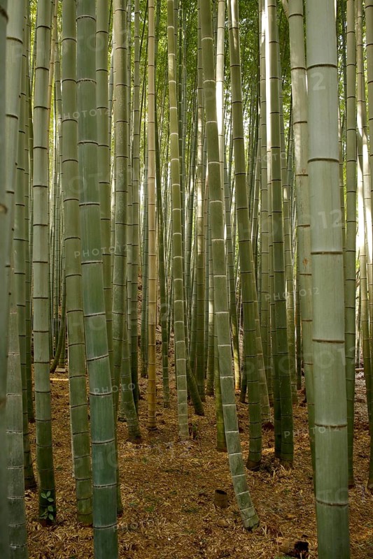 Bamboo trunks in the Arashiyama bamboo forest in Kyoto