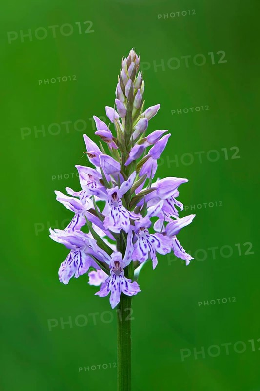 Fox Orchid or common spotted orchid