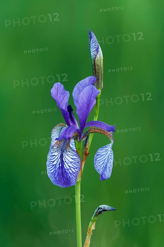 Siberian iris
