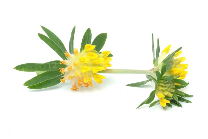Common kidney vetch