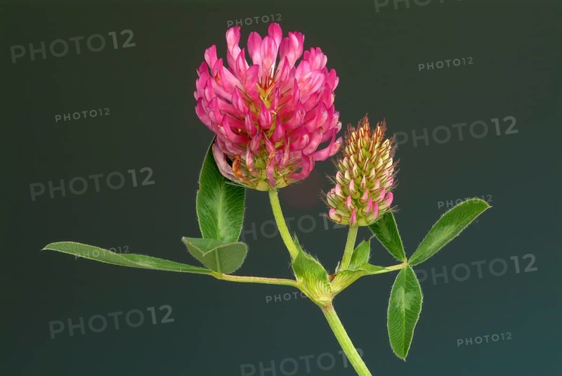 Meadow clover