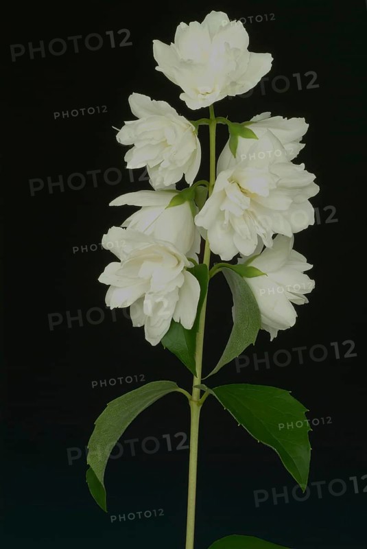 True common jasmine