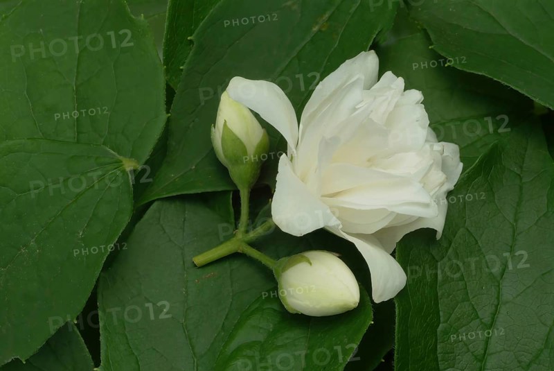 True common jasmine