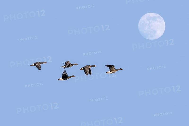 Full moon and flock of white-fronted geese