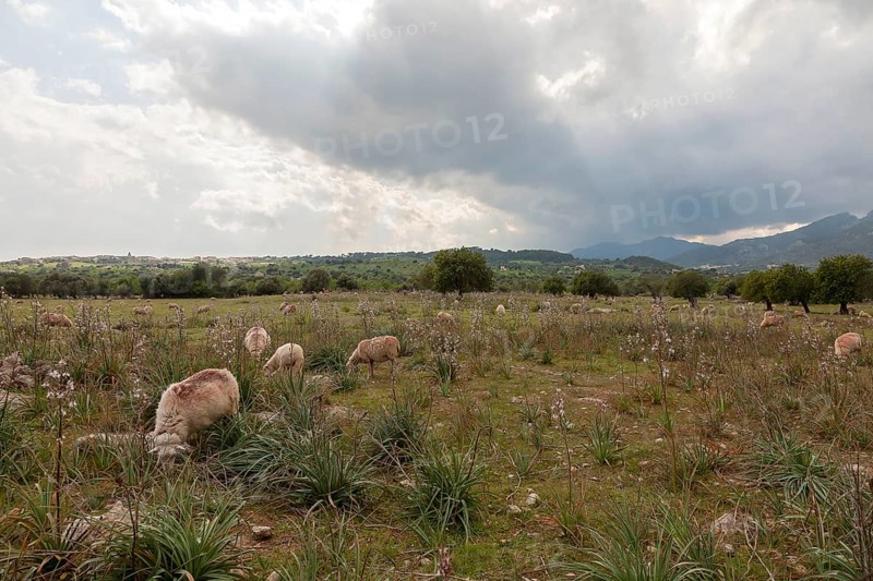 Sheep in a meadow with asphodel