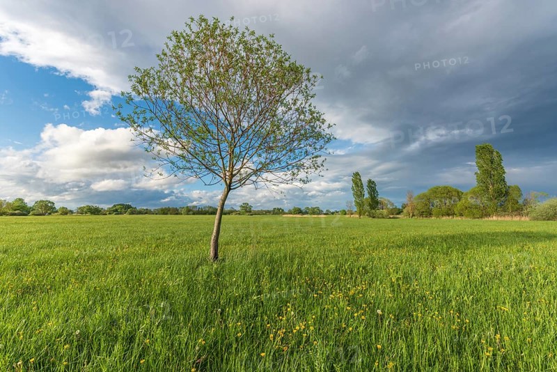 Natural green meadow dotted with trees in spring. Alsace