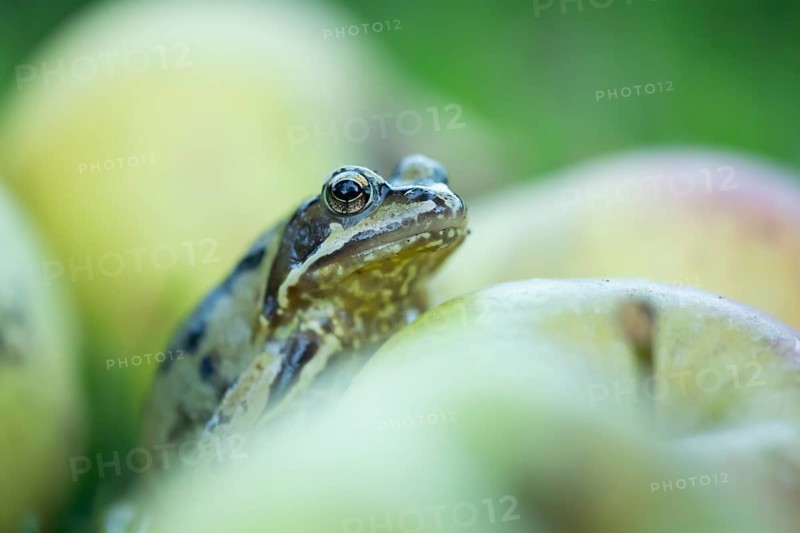 Common frog