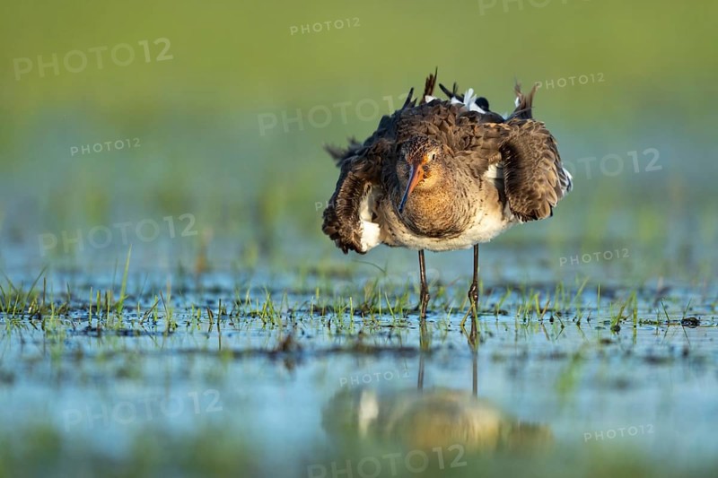 Black-tailed Godwit