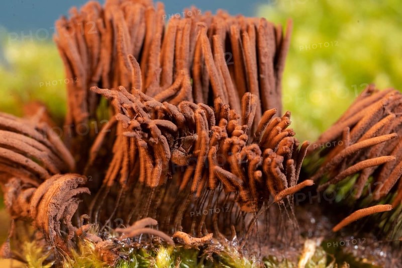 Tufted slime mould Fruiting body with many light brown stalks