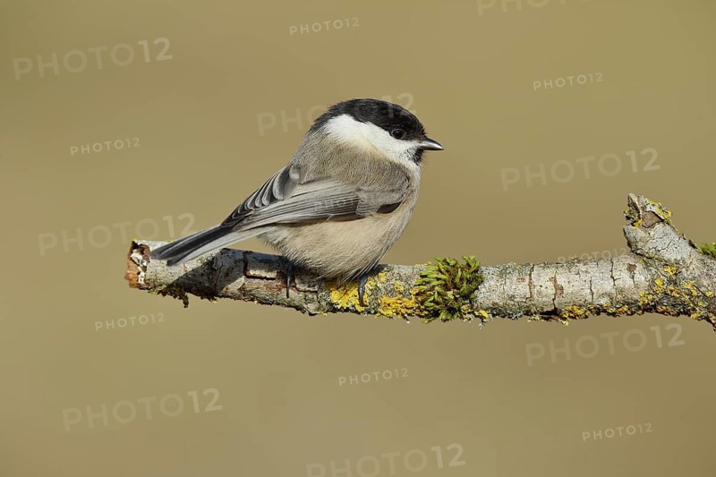 Marsh Tit