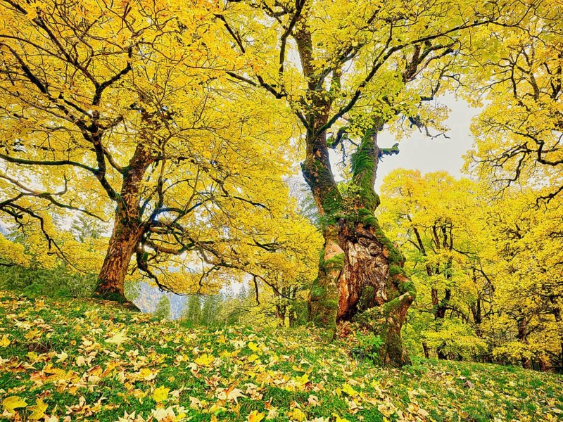 Forest of sycamore maple