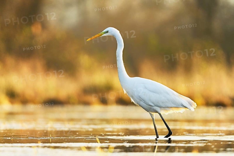 Great egret