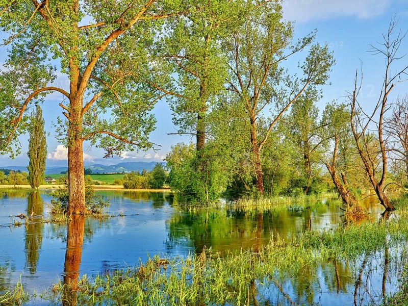 Poplars