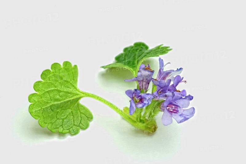 Medicinal plant Gundermann