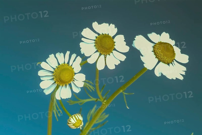 Medicinal plant Chamomile