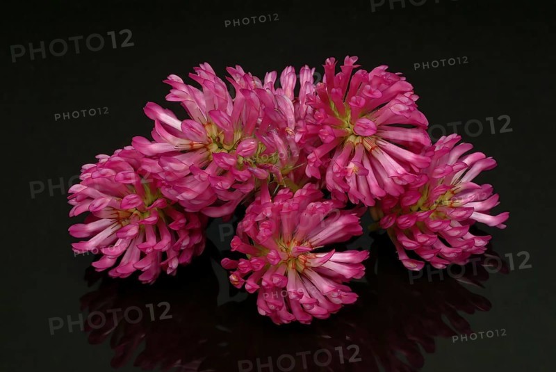 Meadow clover