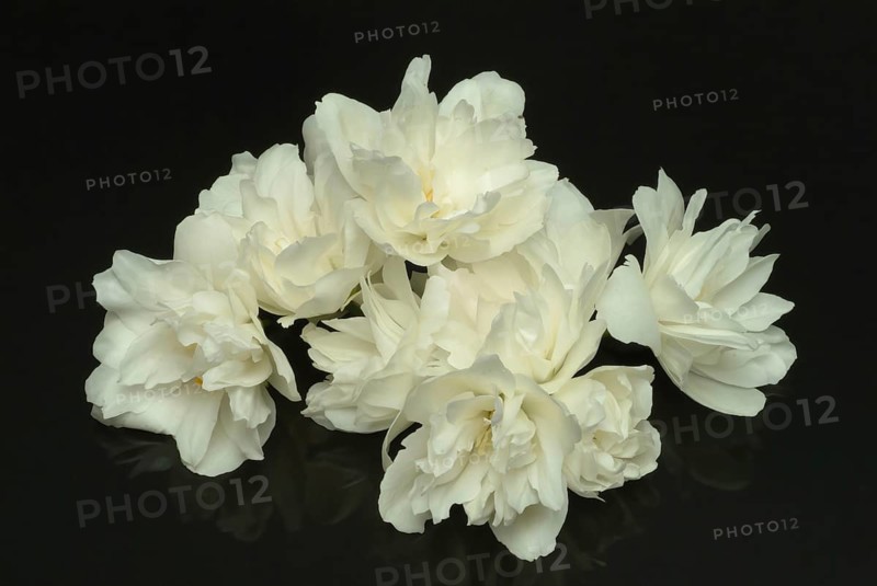 True common jasmine