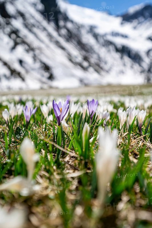 Meadow full of white and purple crocuses