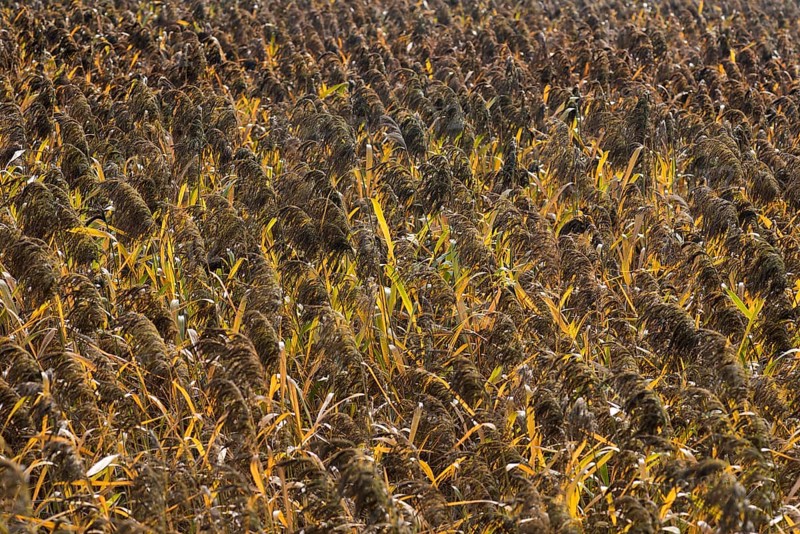 Strip of reed