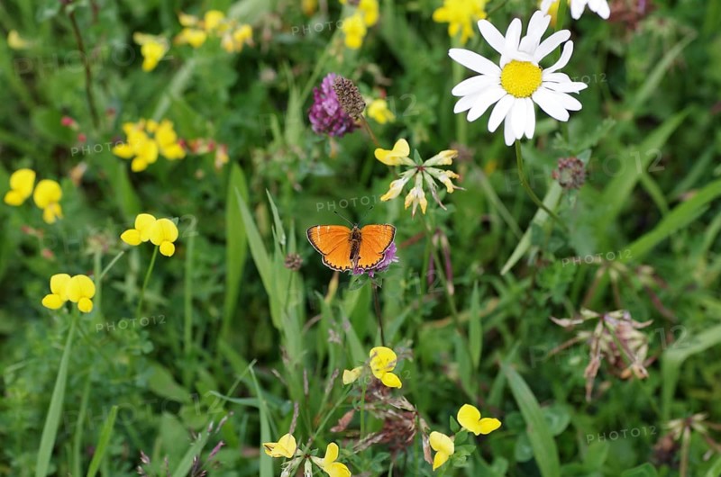 Scarce copper