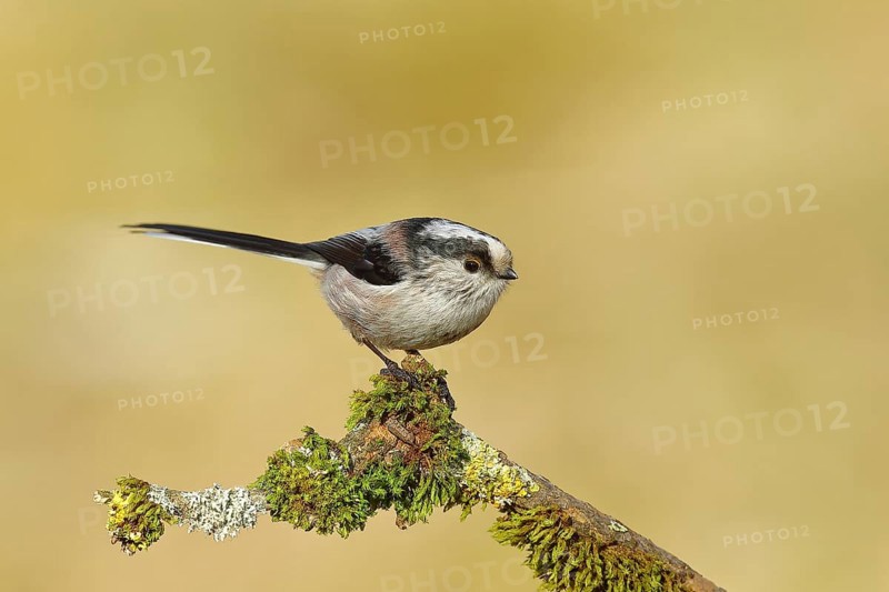 Long-tailed tit