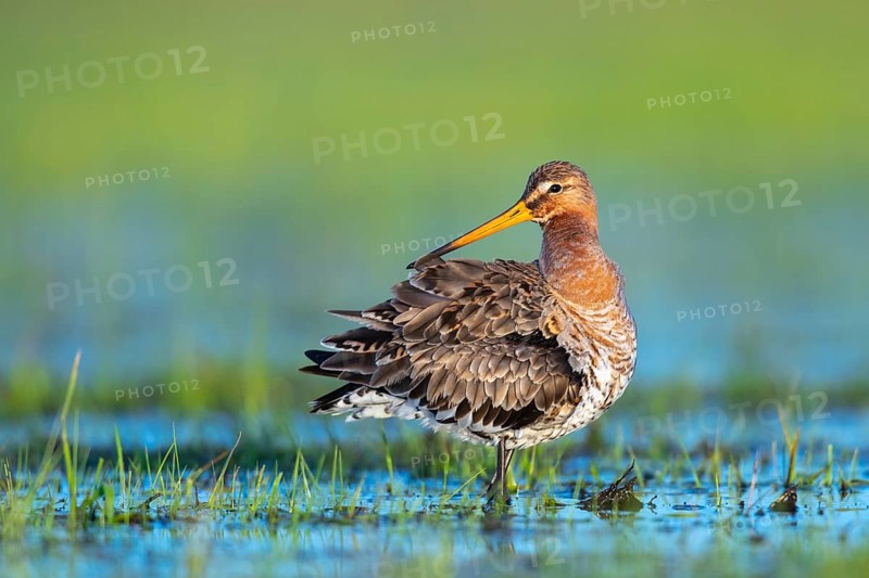Black-tailed Godwit