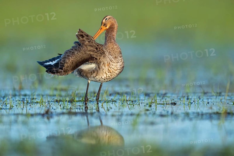 Black-tailed Godwit