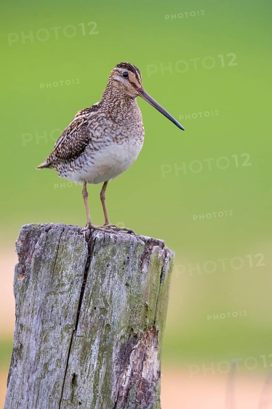 Common Snipe