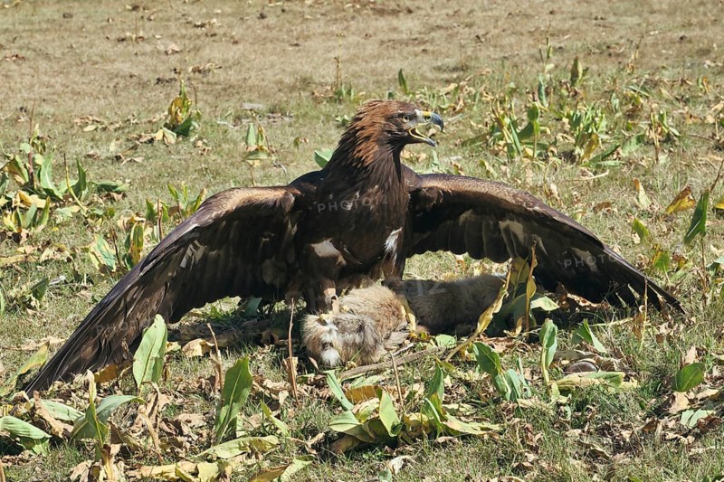 Golden Eagle