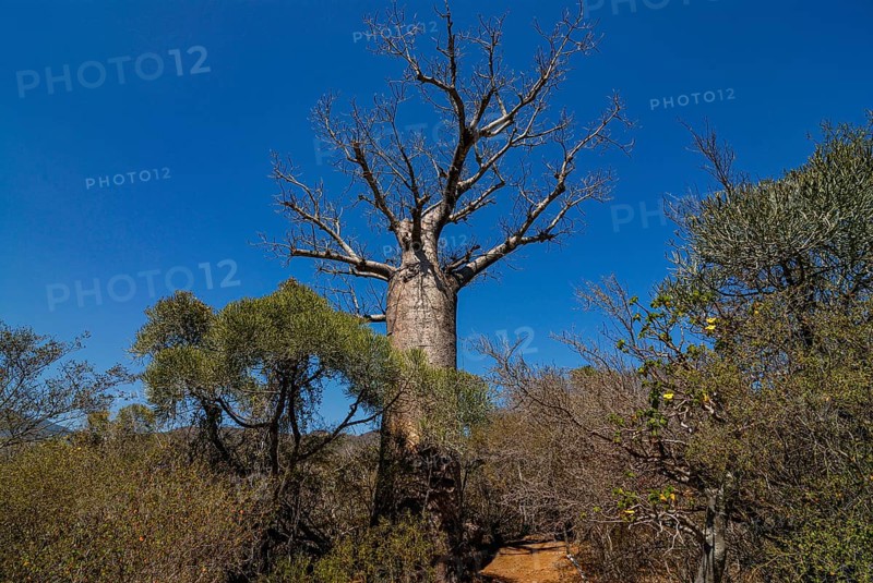 African Baobab -Adansonia digitata