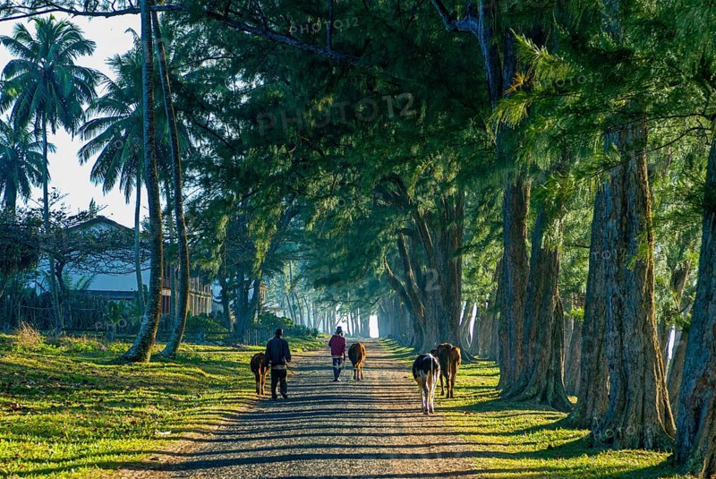 Man walking through the artifical planted tree line