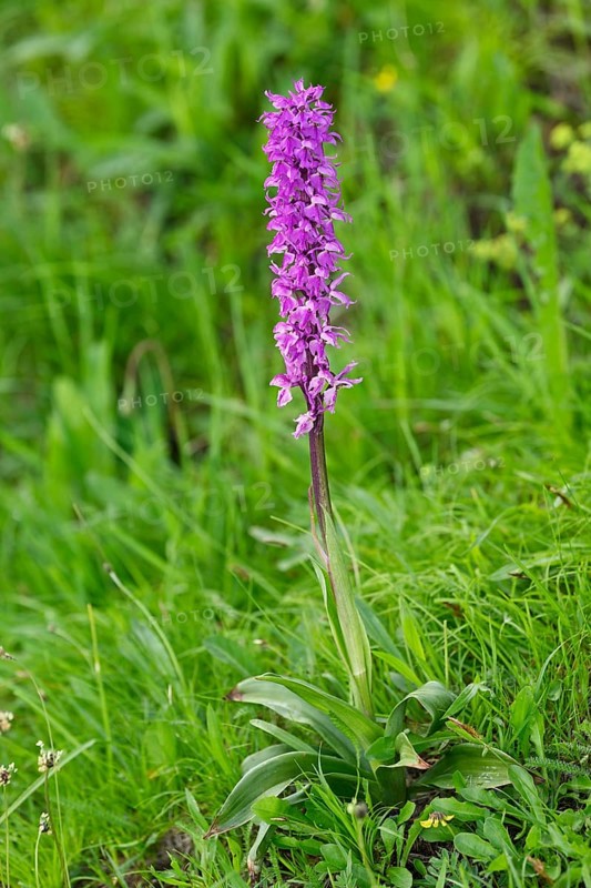 Early purple orchid