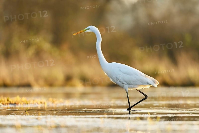 Great egret