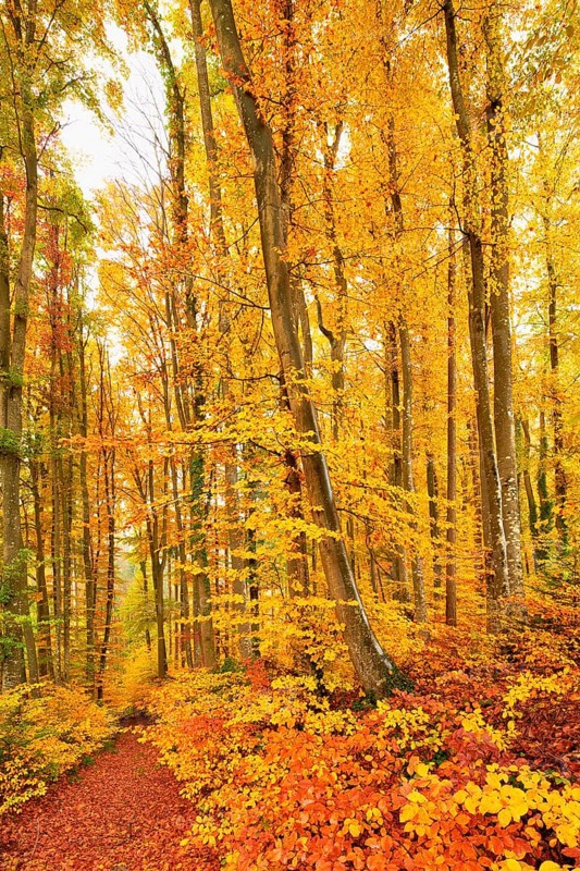 Forest path through discoloured copper beech