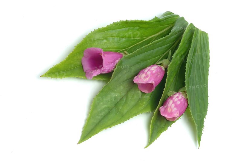 Common foxglove