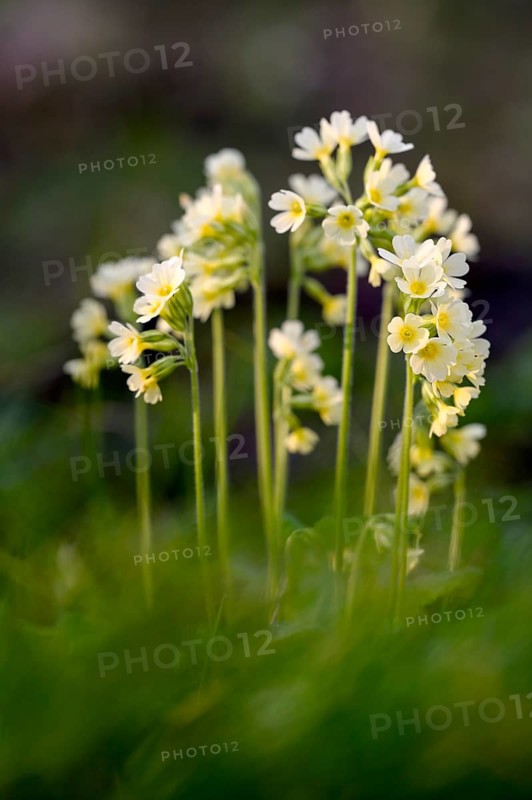 True oxlip