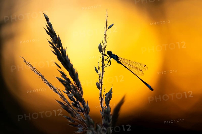 Blue-tailed damselfly