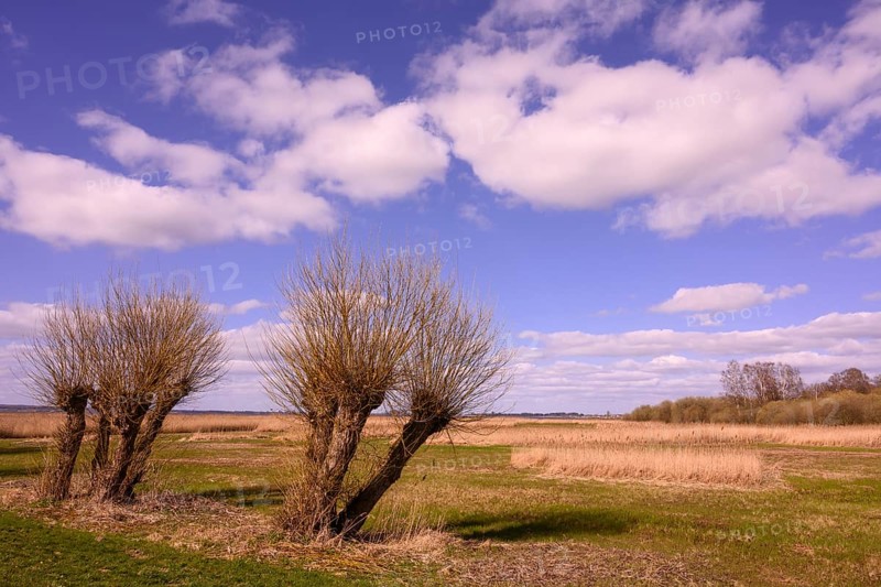 Pollarded willows on the shore of Lake Duemmer