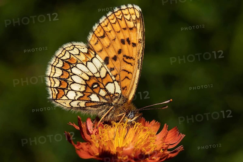 Valerian fritillary