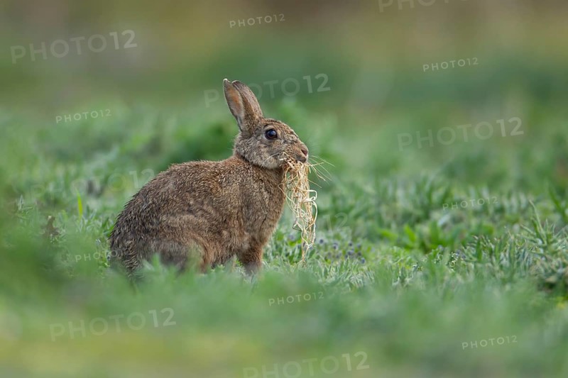 Rabbit