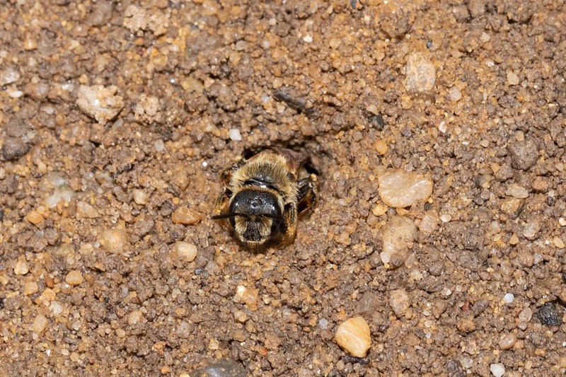 Yellow-banded sweat bee on ground crawling out of nest hole from front