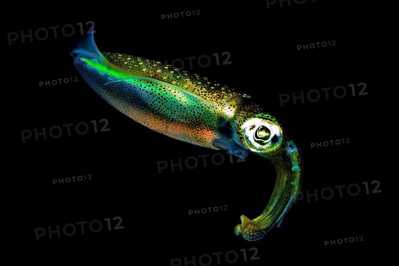 Night photograph of european squid