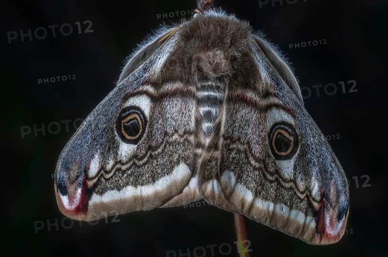 Female small emperor moth