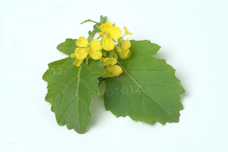 Black mustard