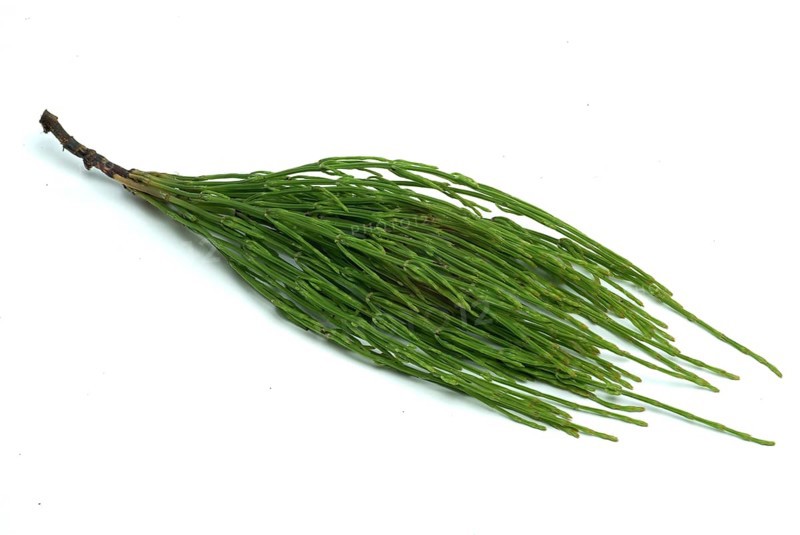 Field horsetail